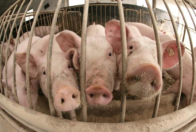 Zakłady mięsne w Morlinach są teraz we władaniu Animeksu /AFP