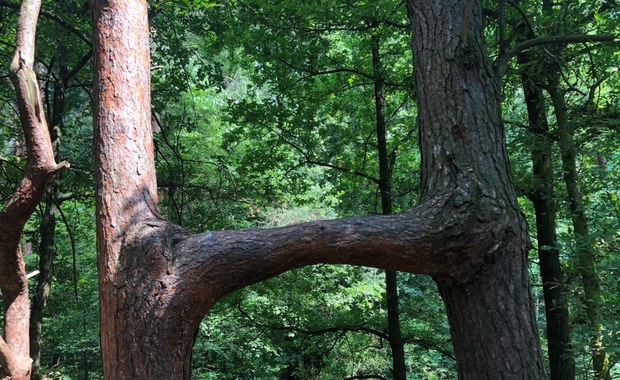 Zakochane Sosny i Sosna Bezgranicznej Miłości... Poznajcie najbardziej rozkochane drzewa w Polsce!