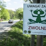Zakochane żaby opanowały ulice. Nietypowy problem kierowców w Gdańsku