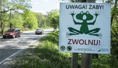 Zakochane żaby opanowały ulice. Nietypowy problem kierowców w Gdańsku