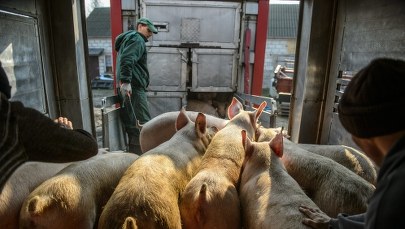 Zakończono skup tuczników z dopłatą. Hodowcy czekają na rozporządzenie