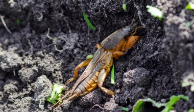 Zakop słoik z tym płynem. Turkucie same wpadną w pułapkę