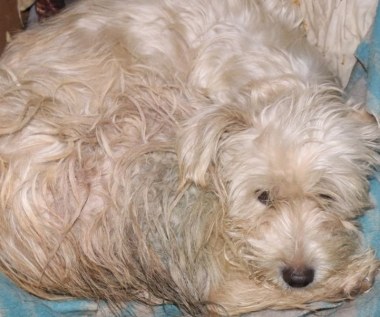 Zakopali w ziemi cztery psy. Jednego udało się uratować