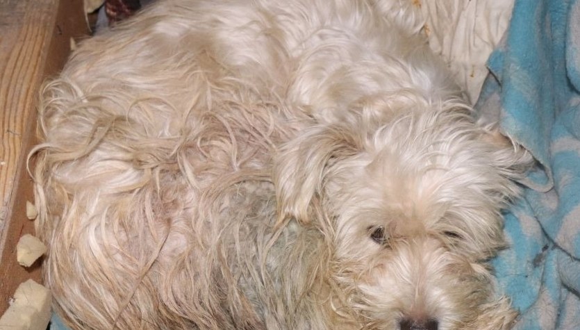 Zakopali żywcem cztery szczenięta. Jest akt oskarżenia wobec dwóch mężczyzn