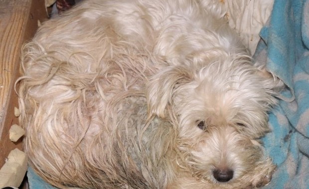 Zakopali żywcem cztery szczenięta. Jest akt oskarżenia wobec dwóch mężczyzn