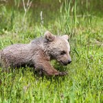 Zakopane: Są duże szanse, że niedźwiadek jest już z matką 