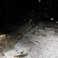 Zakopane zdemolowane przez wichury