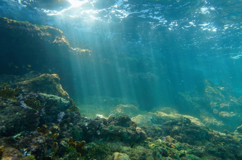 Zakwaszenie oceanów wpływa negatywnie na całą morską florę i faunę /123RF/PICSEL