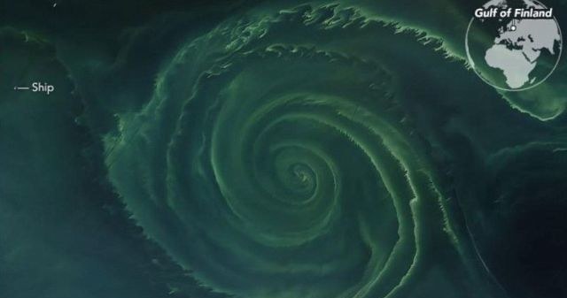 Zakwit fitoplanktonu ma już kilkadziesiąt kilometrów średnicy /NASA