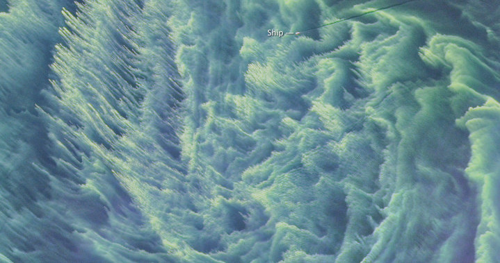 Zakwit sinic w Bałtyku. Na zdjęciu widać również statek przecinający maty cyjanobakterii /NASA