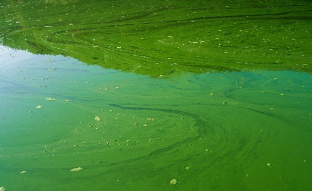 Zakwit sinic w Jeziorze Zegrzyńskim. Zakaz kąpieli w Nieporęcie i Wieliszewie