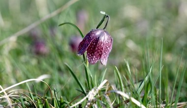 Zakwitła szachownica kostkowata