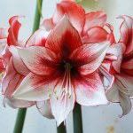 Zakwitnie, nawet jeśli go nie podlewasz. Elegancka roślina, idealna na prezent