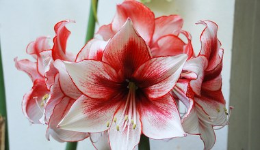 Zakwitnie, nawet jeśli go nie podlewasz. Elegancka roślina, idealna na prezent 