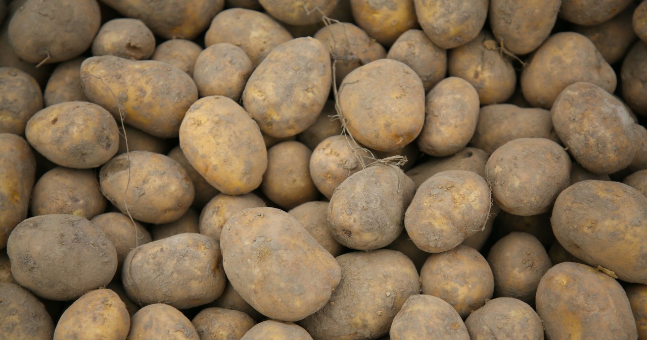 Załamanie na rynku ziemniaków. Ile kosztuje kg? /Beata Zawrzel/REPORTER /Reporter