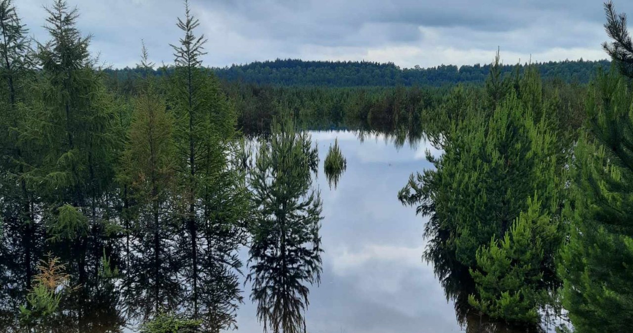 Zalane lasy to nie wszystko. Zalewiska osiągają znaczne rozmiary i mogą oddziaływać na infrastrukturę. /Katarzyna Nowak /archiwum prywatne