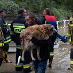 Zalane schroniska, uwięzione psy. Apel o ratunek dla zwierząt