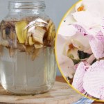 Zalej skórki od banana wodą. Efekt na parapetach zobaczysz już po kilku dniach