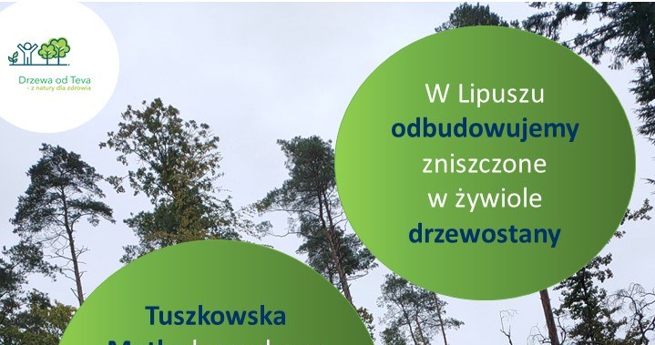 Zalesianie wpływa nie tylko na lokalny ekosystem, ale także na jakość powietrza /materiały prasowe