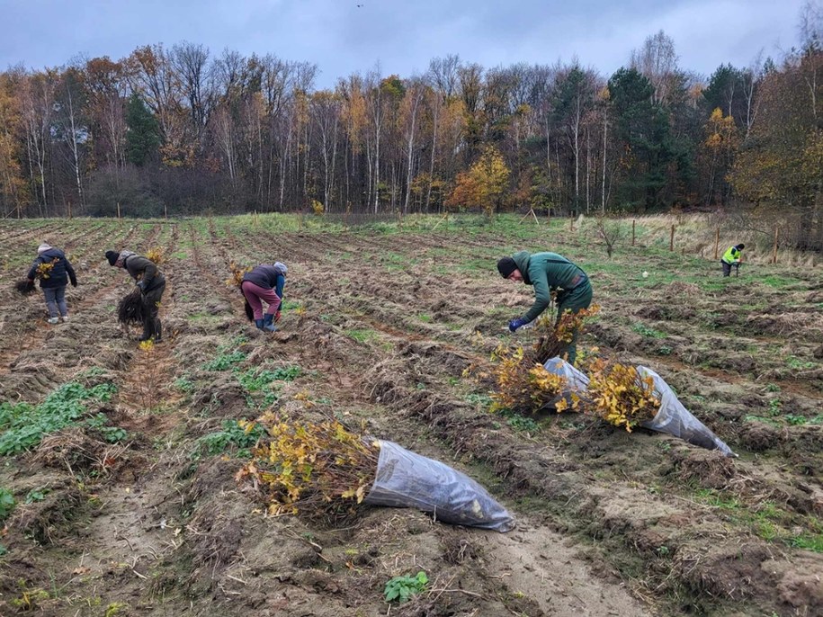 Zalesiany jest obszar w pobliżu ulicy Łużyckiej, ma on prawie 2,5 ha. /Zakład Usług Komunalnych w Szczecinie /