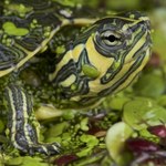 Zalewają Polskę. Wszystko przez nieodpowiedzialnych hodowców