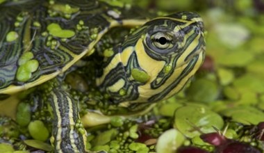 Zalewają Polskę. Wszystko przez nieodpowiedzialnych hodowców