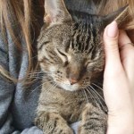 Żałoba po zwierzętach bywa silniejsza niż po ludziach. Zaskakujące wyniki