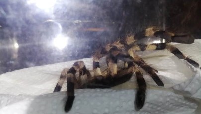 "Zamarła z przerażenia". Mieszkanka Warszawy znalazła w domu ptasznika