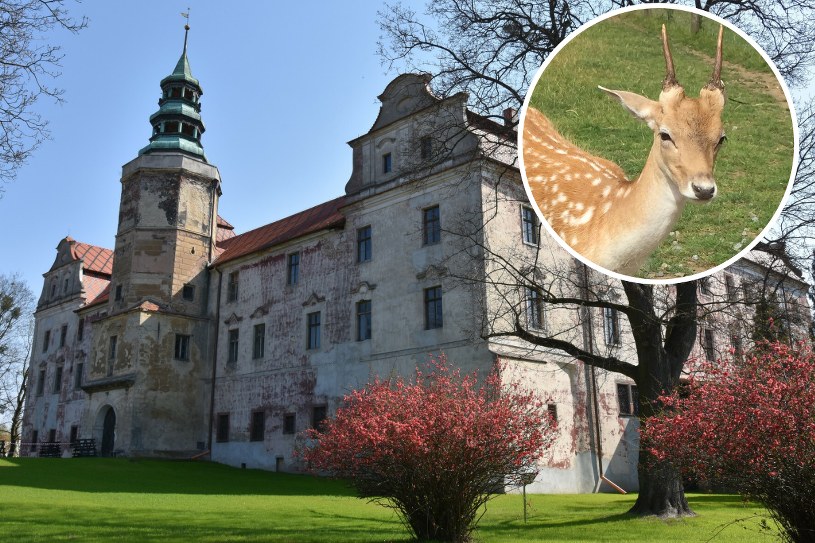 Zamek Niemodlin, zapoznasz się tam z historią, legendami i danielami