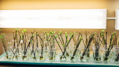 Zamiast betonu drzewa. Akcja sadzenia klonów i lip na rybnickim rynku