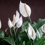 Zamiast do kosza, wrzuć do doniczki skrzydłokwiatu. Wystrzeli kwiatami jak z procy