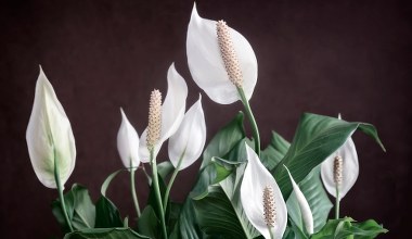 Zamiast do kosza, wrzuć do doniczki skrzydłokwiatu. Wystrzeli kwiatami jak z procy