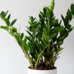 Zamiast do kosza, wrzuć do doniczki zamiokulkasa. Będzie rósł, jak nigdy