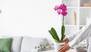 Zamiast do szklanki, wrzuć do doniczki ze storczykiem. Rozkwitnie jak nigdy wcześniej 