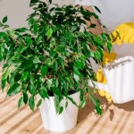 Zamiast do zlewu, wlej to do doniczki. Fikus przestanie gubić liście