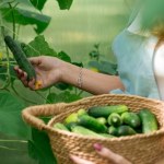 Zamiast drożdżami, podlewam ogórki tym. Nikt nie ma tak dużych plonów 