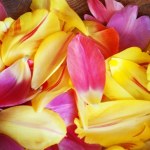 Zamiast kiszonych ogórków płatki popularnych kwiatów. To najbardziej niezwykły przepis tej wiosny