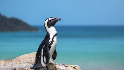 Zamiast kupna czekoladowych jaj fundacja proponuje adopcję jaj pingwina