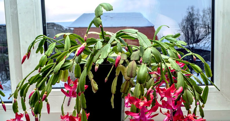 ​Zamiast pić wieczorem, wlej do doniczki. To prawdziwy energetyk dla grudnika /123RF/PICSEL