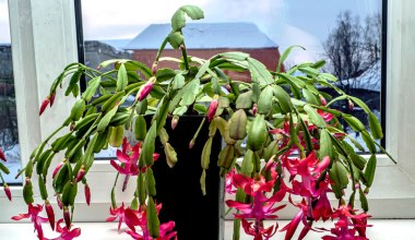 ​Zamiast pić wieczorem, wlej do doniczki. To prawdziwy energetyk dla grudnika