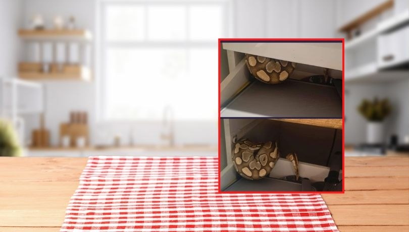 Zamiast sztućców w szufladzie był wąż /Shutterstock