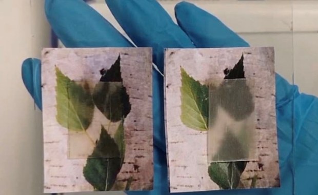 Zamiast szyby - drewno. Przezroczyste!