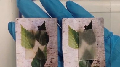 Zamiast szyby - drewno. Przezroczyste!