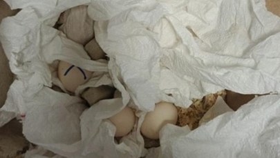 Zamiast ubrań – jaja chronionych gadów. Nieudana próba przemytu