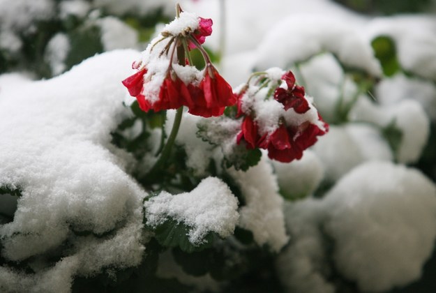 Zamiast wiosny na razie w pogodzie powrót... zimy /Jacek Bednarczyk /PAP