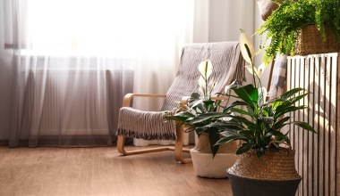 Zamiast wylewać do zlewu, wlej do doniczki. Skrzydłokwiat ci podziękuje 