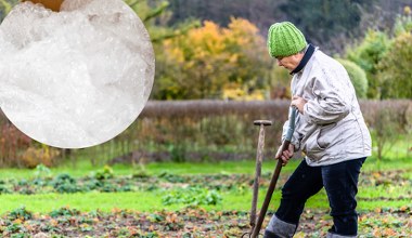 Zamiast wyrzucać folię bąbelkową, wynieś ją do ogrodu. Efekt cię zaskoczy