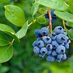 Zamiast wyrzucać, poczęstuj borówkę amerykańską. Jeszcze w sierpniu obsypie się owocami