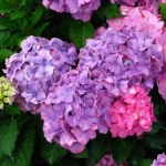 Zamiast wyrzucać, poczęstuj hortensje. Obsypią się kwiatami jak nigdy
