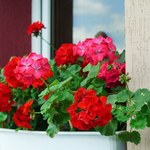 Zamiast wyrzucać, poczęstuj pelargonie. Każdy sąsiad pozazdrości ci kwiatów